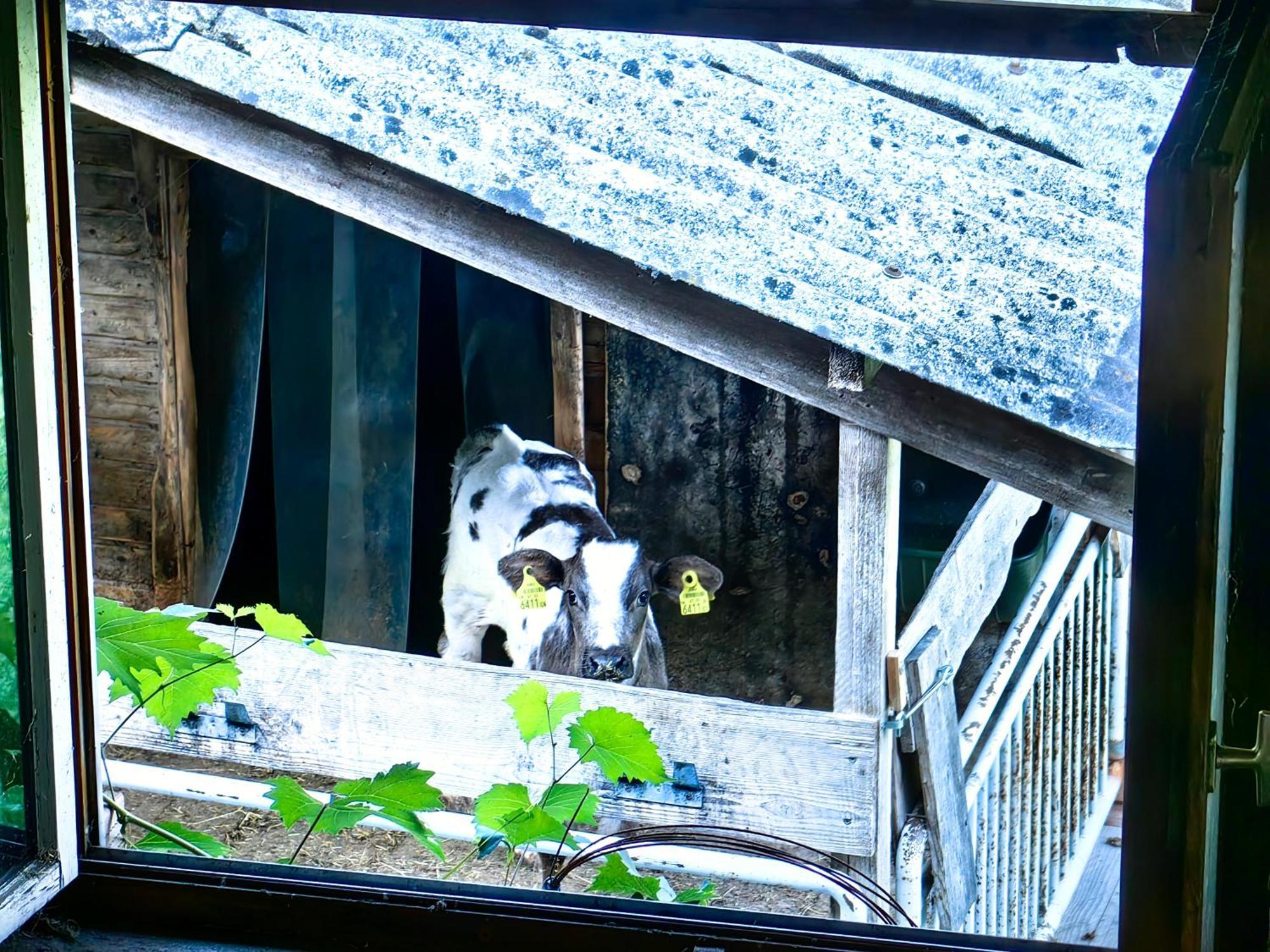 Voegelhof Διαμέρισμα Doren Εξωτερικό φωτογραφία